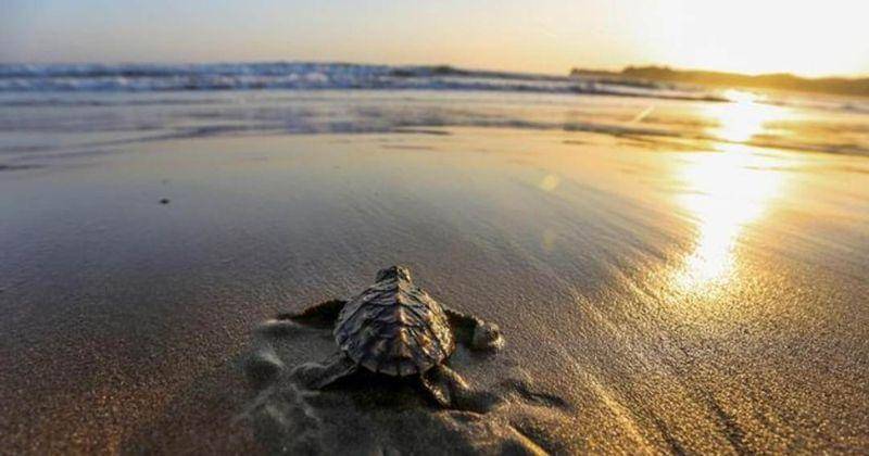 Wisata.app/Pantai Pangumbahan